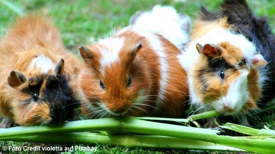 Zähne nachwachsen meerschweinchen können Forschungsdurchbruch: Wachsen